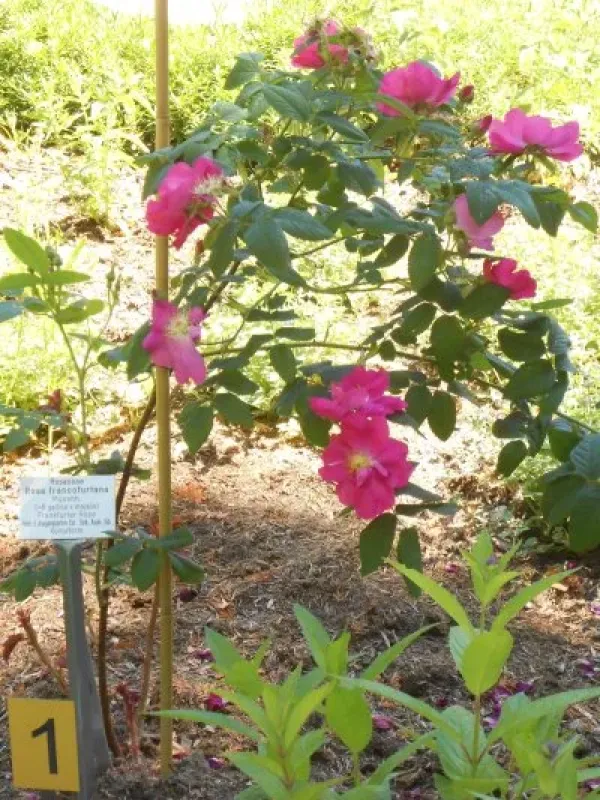 Frankfurt Rose