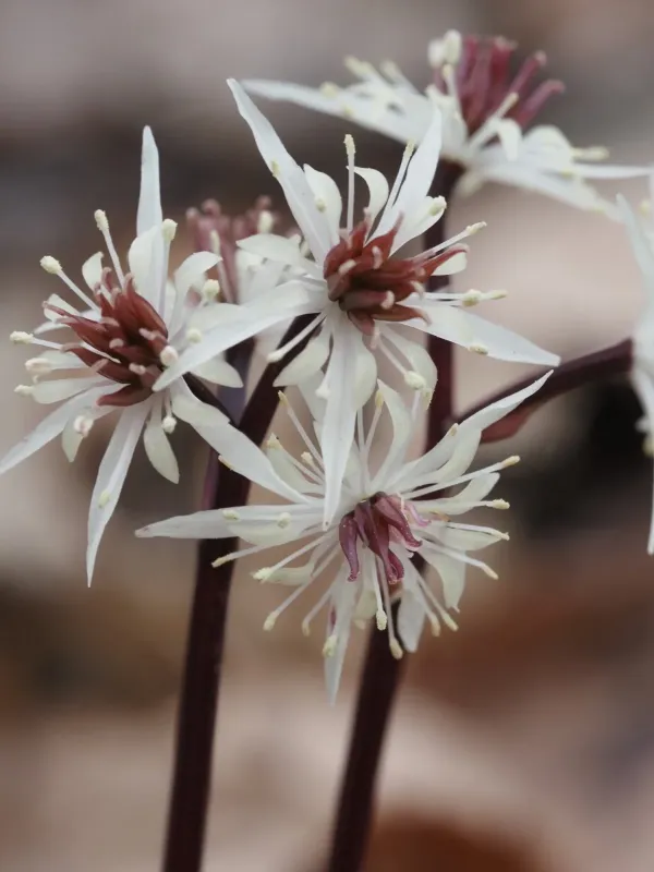 Coptis japonica