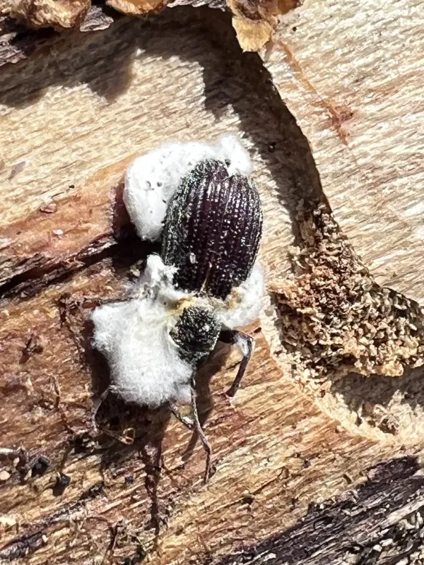 Beauveria bassiana