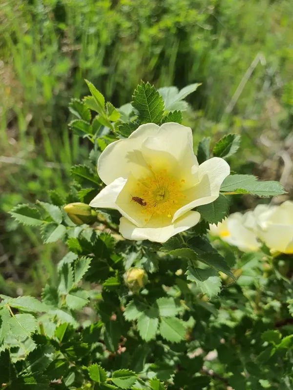 Rosa xanthina