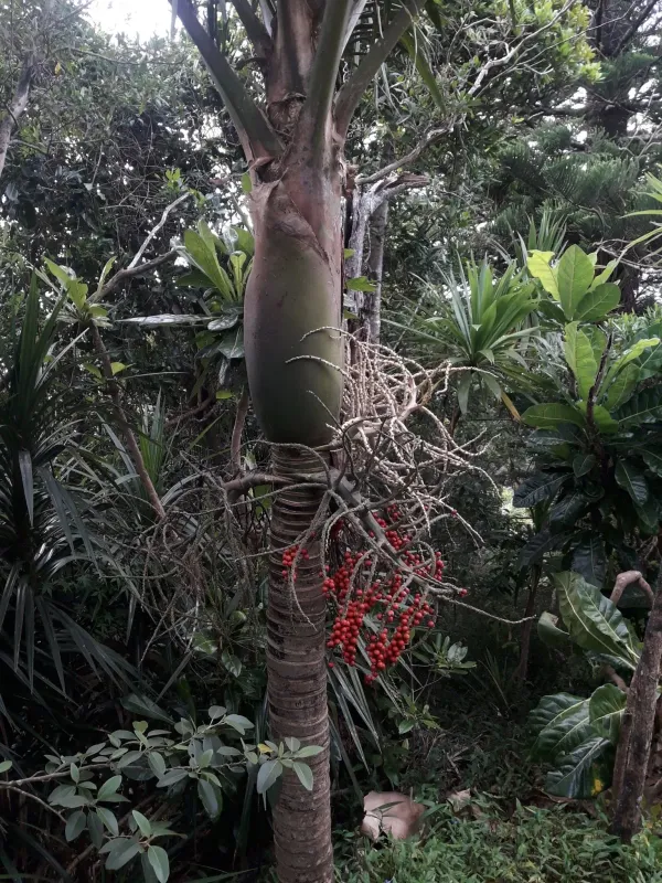 Norfolk Island palm
