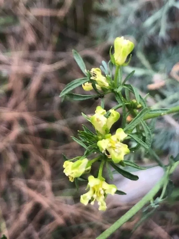 Mountain rue