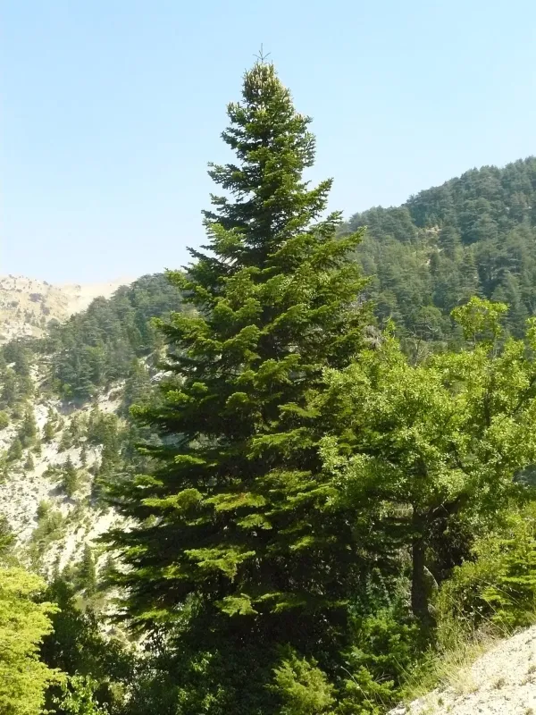 Cilician fir
