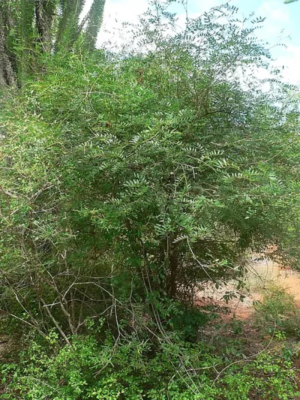 Cordyla madagascariensis