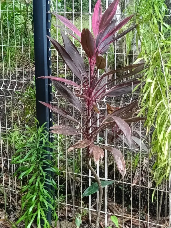 Cordyline fruticosa