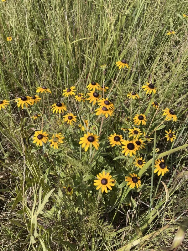 Showy coneflower