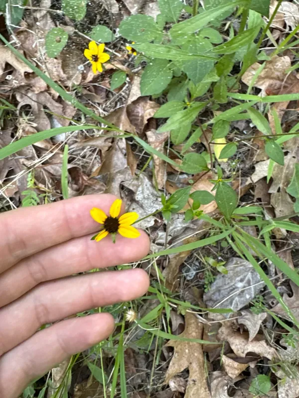 Brown-eyed Susan