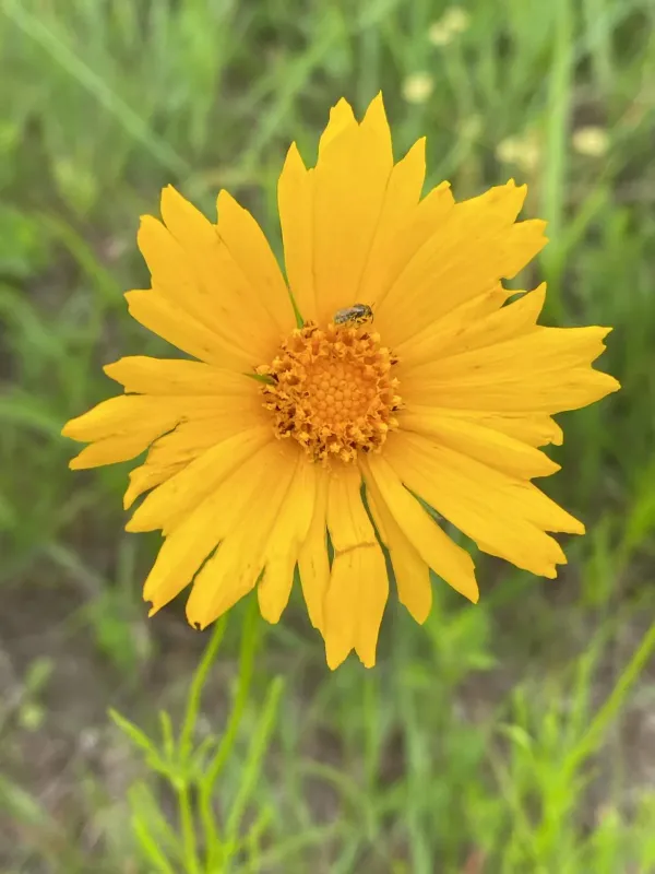 Coreopsis grandiflora