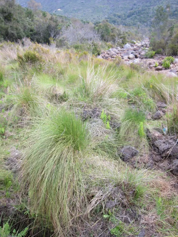 Rhytachne rottboellioides