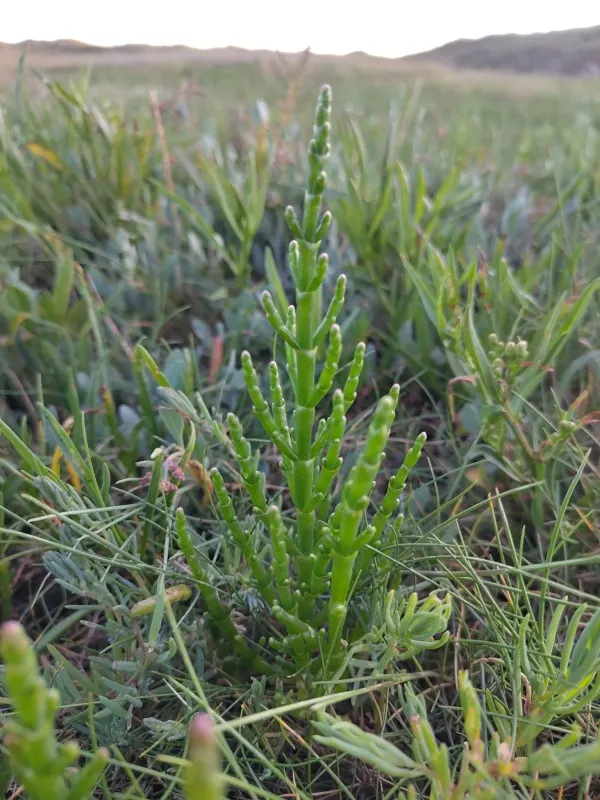 Common glasswort