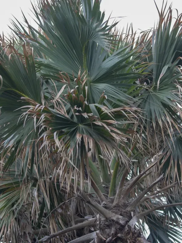 Hispaniolan palmetto