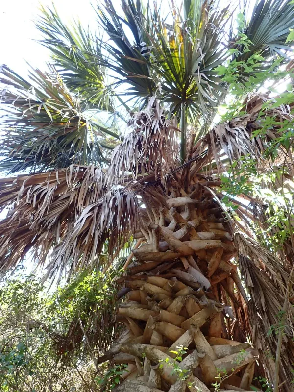 Mexican palmetto