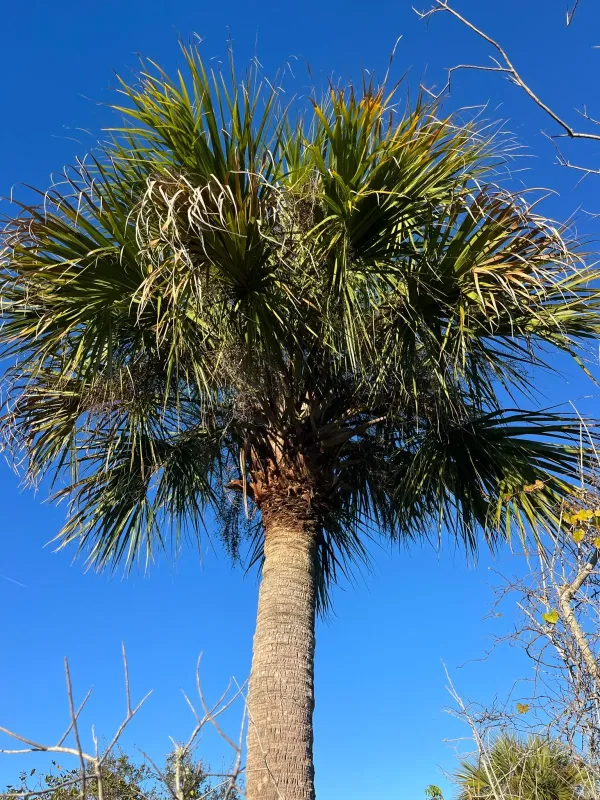 Cabbage palmetto