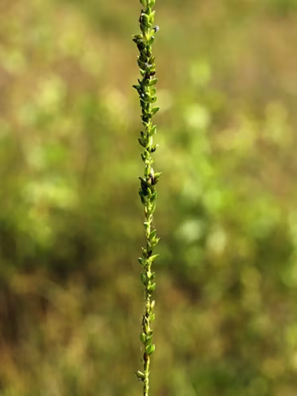Sacciolepis interrupta