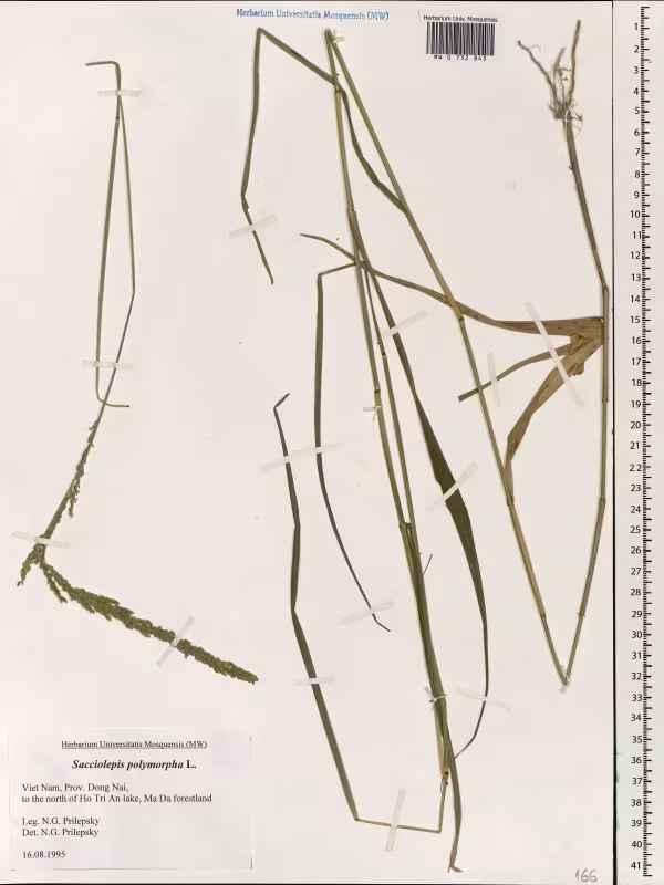 Sacciolepis polymorpha
