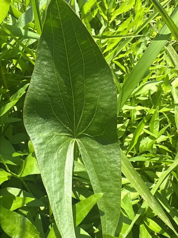 Broadleaf arrowhead