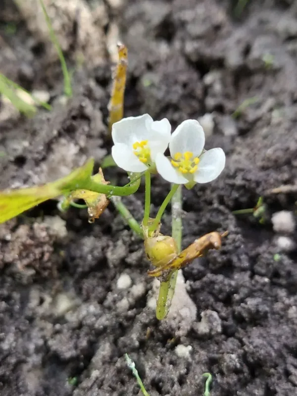 Sagittaria stagnorum
