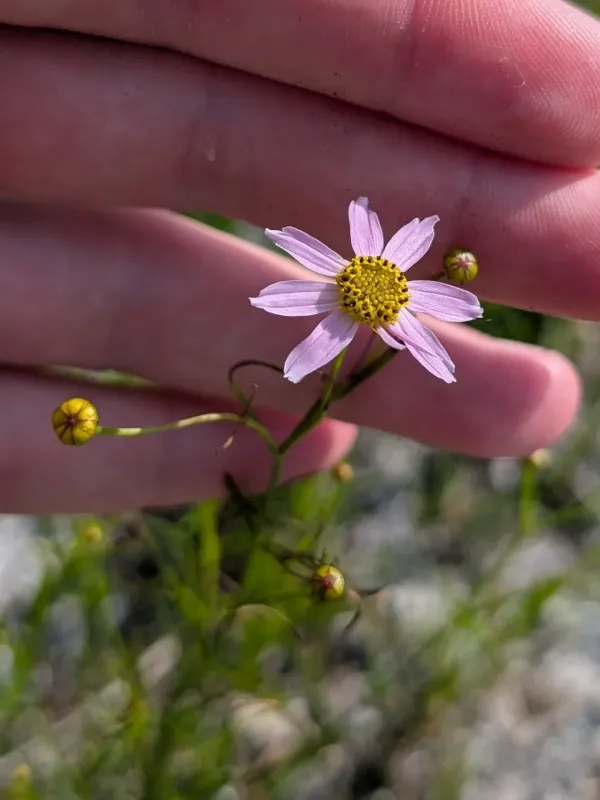 Hybrid Coreopsis