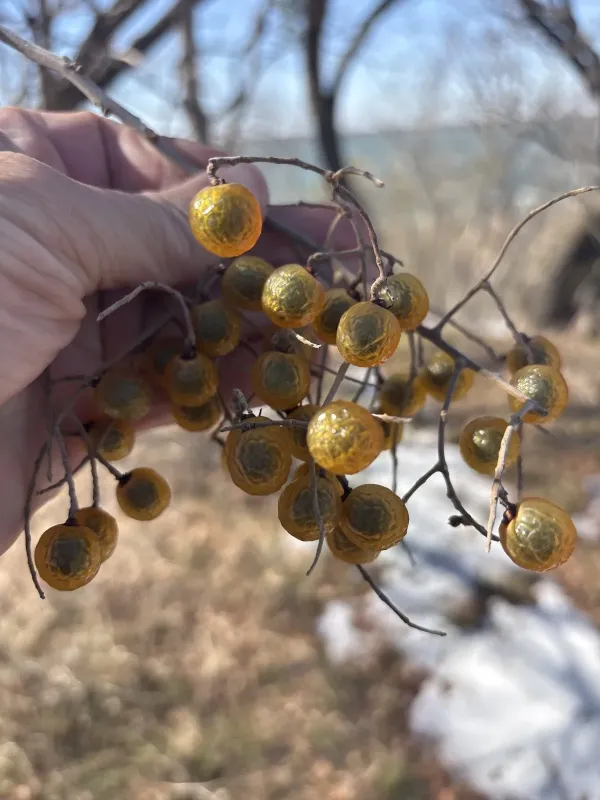 Western soapberry