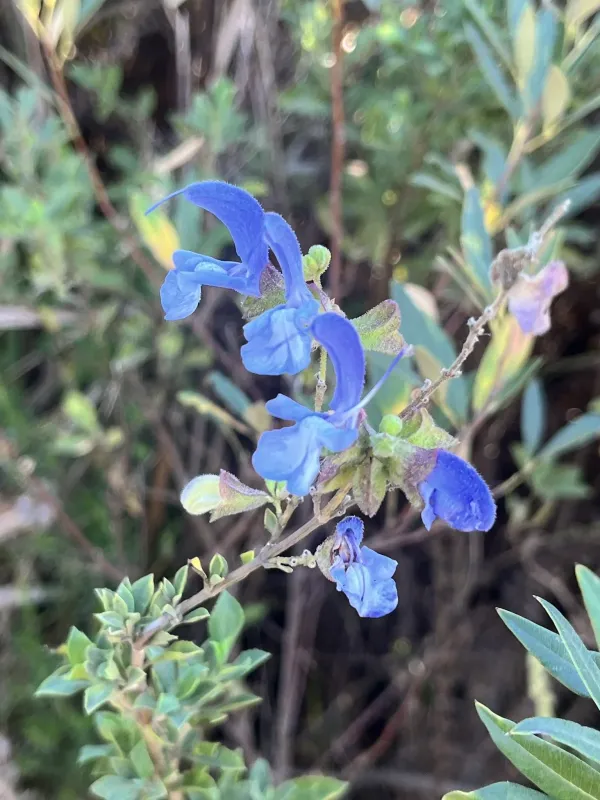 African sage