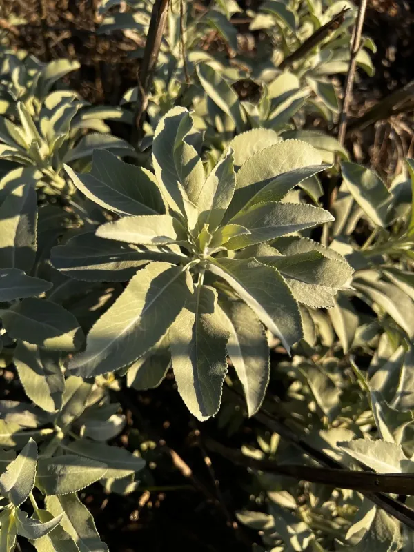 White sage