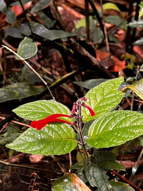 Cinnabar sage