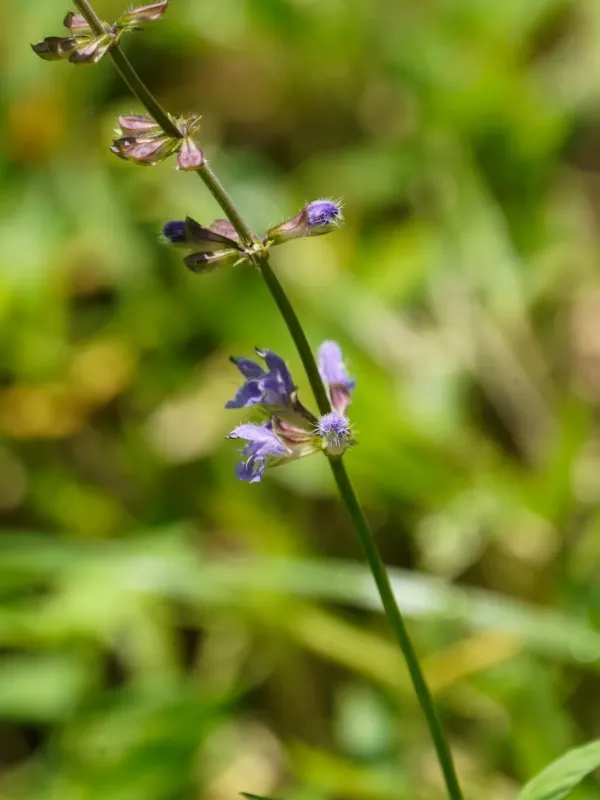 Japanese sage