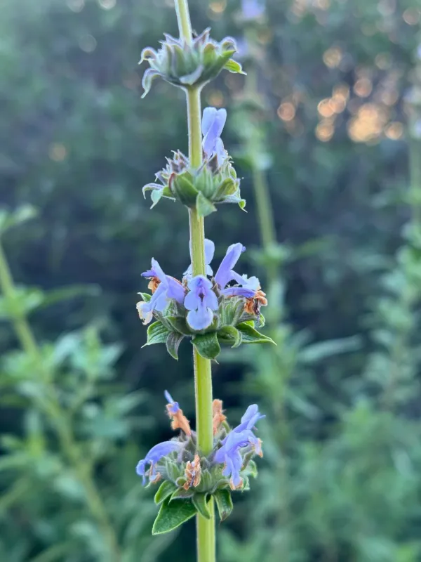 Black sage
