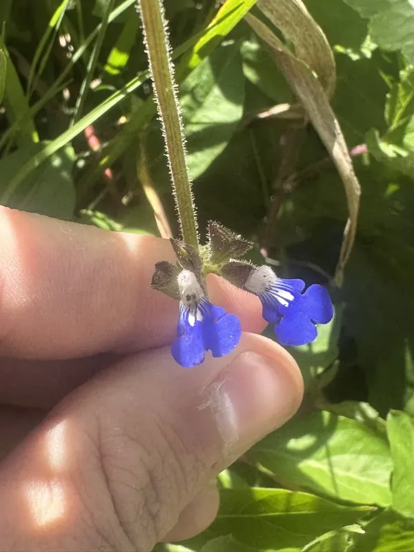 Creeping sage