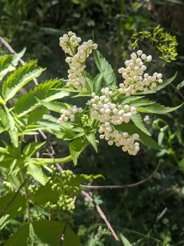 White Elderberry