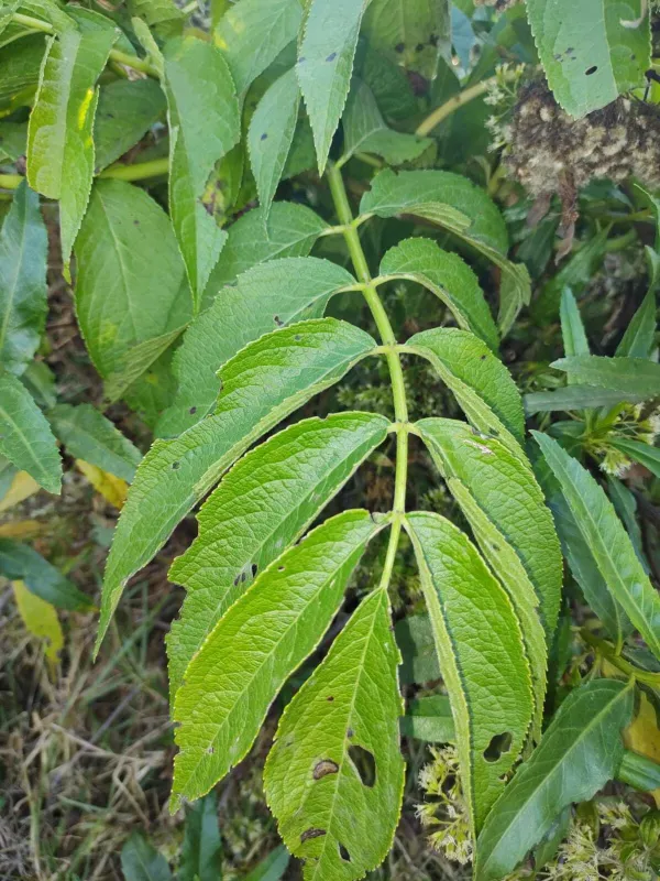 Peruvian elderberry