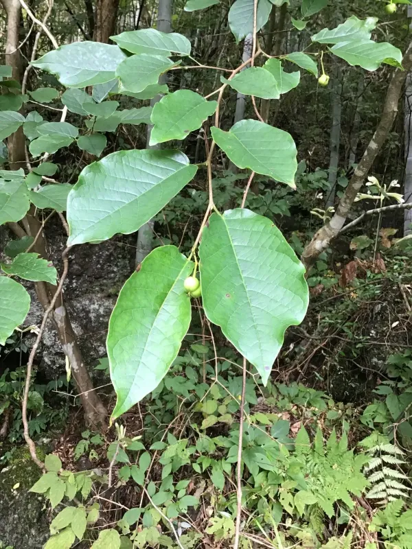 Japanese tallow tree