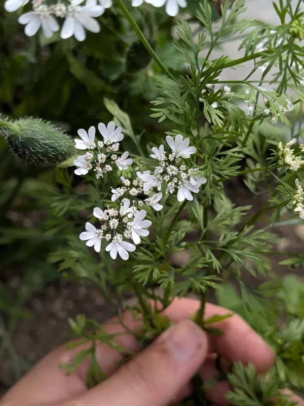 Coriander