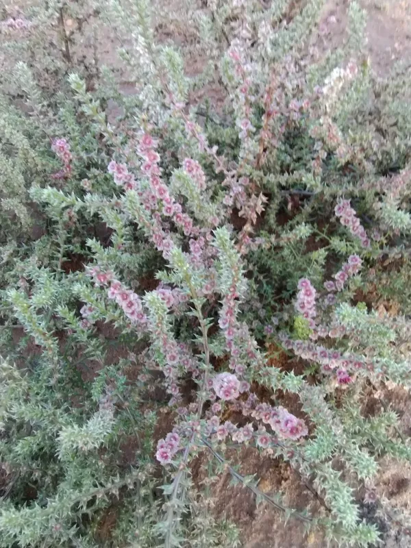 Salsola paulsenii