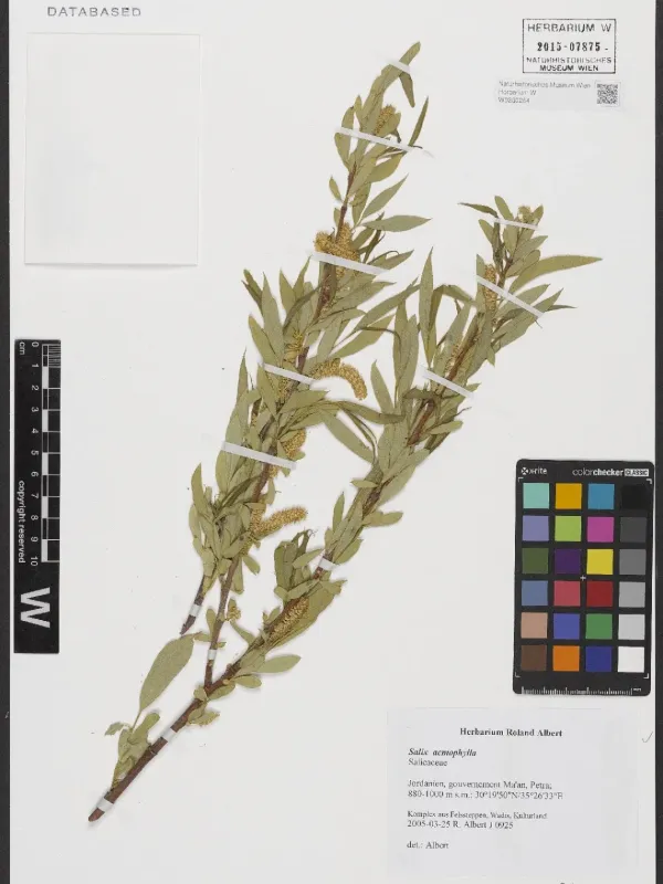 Salix acmophylla