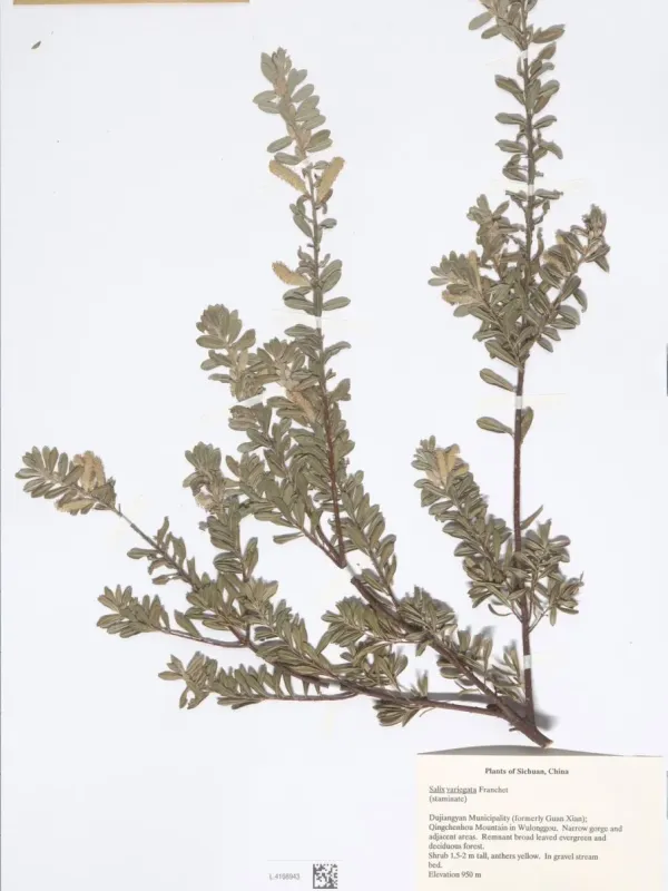 Nishiki Willow