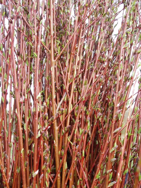 Beautifully flowering willow