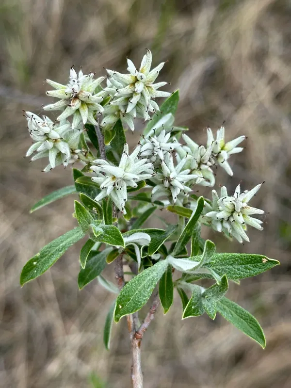 Sage-leaf willow
