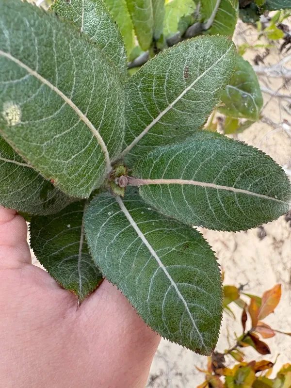 Heart-leaved willow