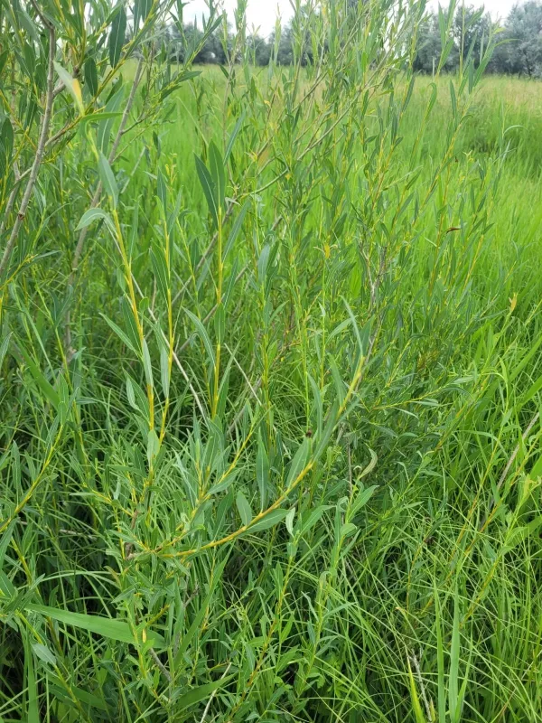 Caspian willow