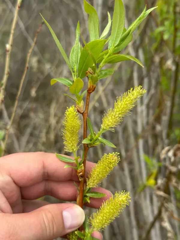 Shining willow