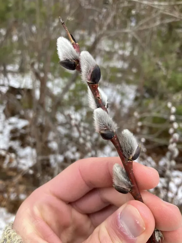 Pussy willow