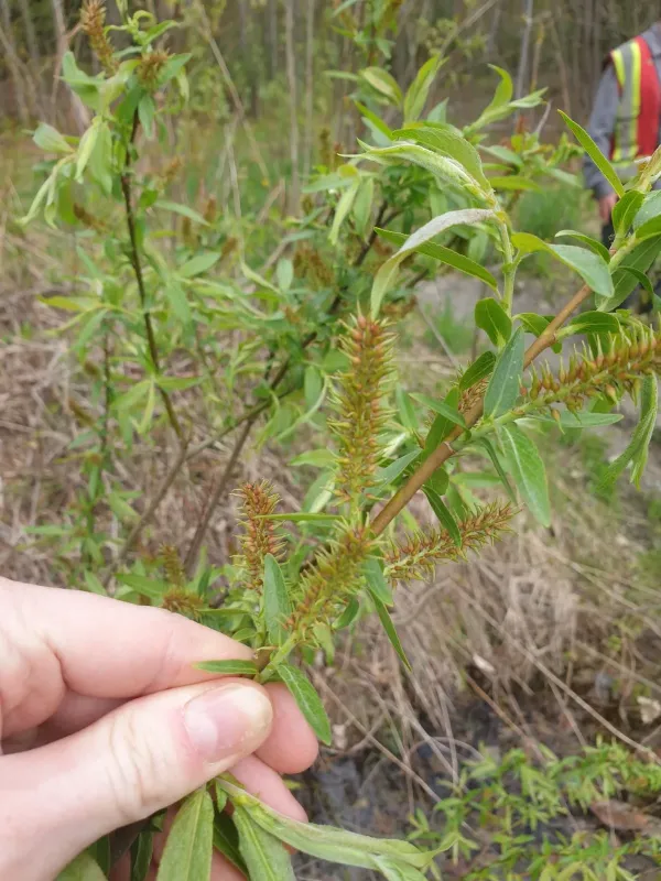 Salix eriocephala