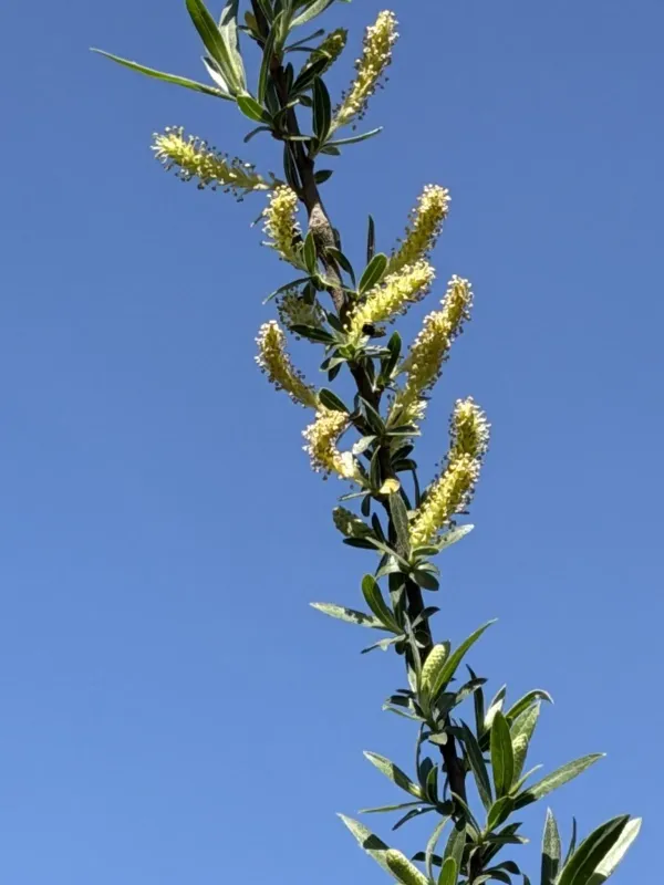 Coyote willow