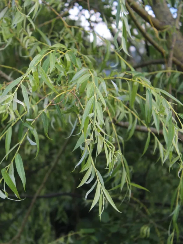 Salix excelsa