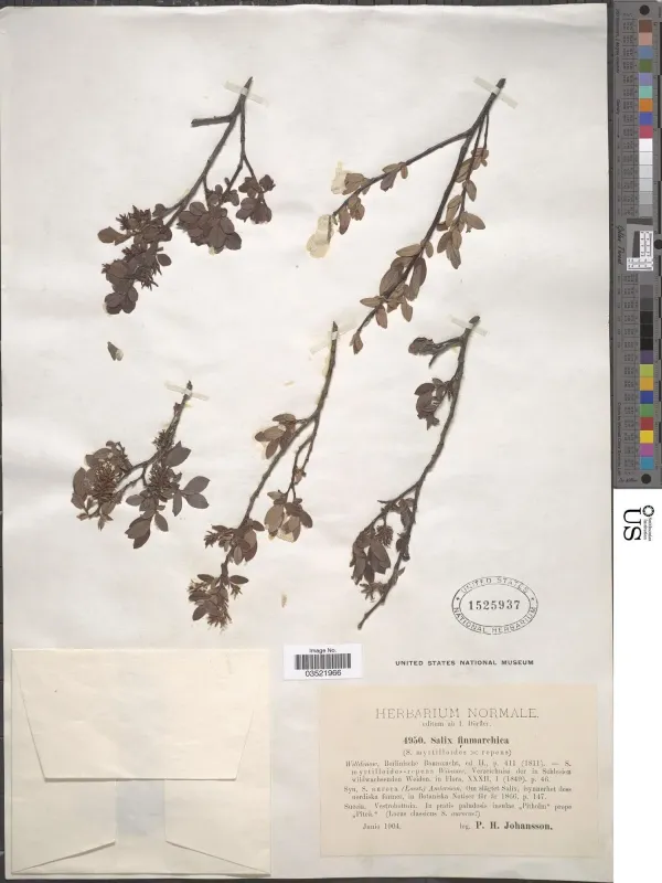 Finnmark willow
