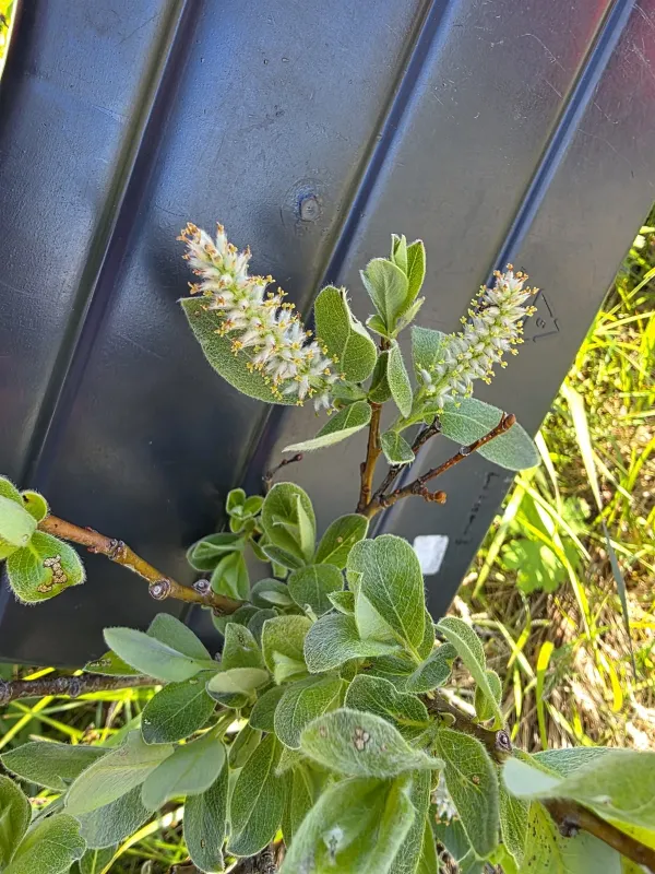 Grayleaf willow