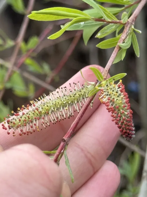 Purple willow