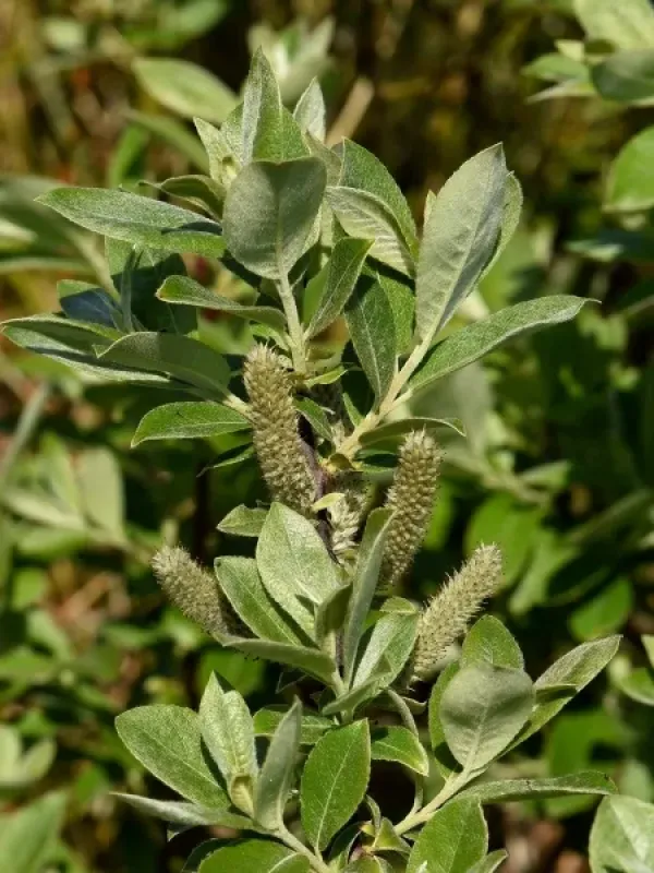 Hooker willow