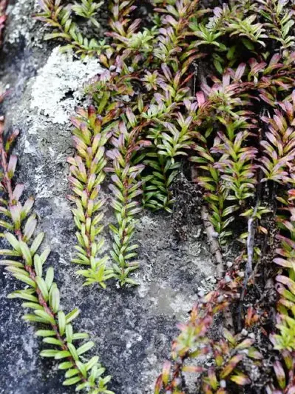 Himalayan willow